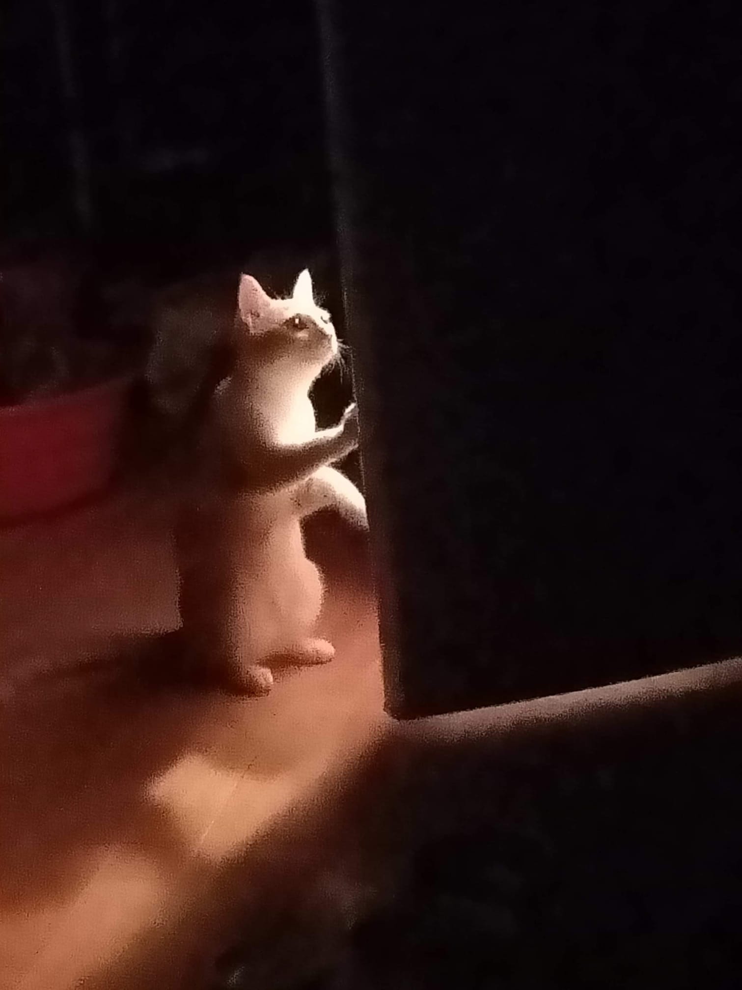 New product created with reference number frank-ref-4818