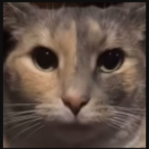 New product created with reference number frank-ref-4818